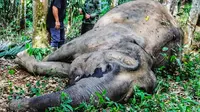 Gajah mati di Riau setelah terpisah dari kawanan dan masuk ke kebun masyarakat. (Liputan6.com/M Syukur)