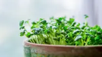 Sayuran Mini Microgreens Ini Walaupun Kecil tapi Kaya Vitamin yang Dibutuhkan Tubuh (Ilustrasi/iStockphoto)