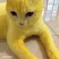 Kucing berubah warna jadi kuning seperti pikachu. (dok. Twitter @amelrazak)