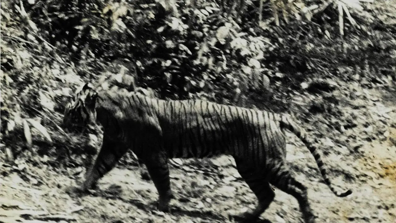 Harimau Jawa