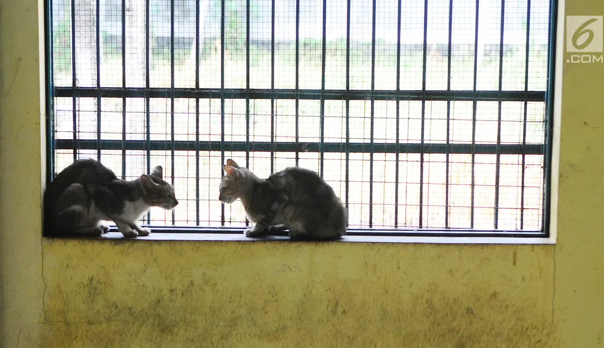 Due ekor kucing berada di pusat kesehatan hewan (Puskeswan), Jakarta, Kamis (10/1). Kucing yang belum siap diadopsi tersebut masih dalam proses vaksinasi dan sterilisasi. (Liputan6.com/Herman Zakharia)