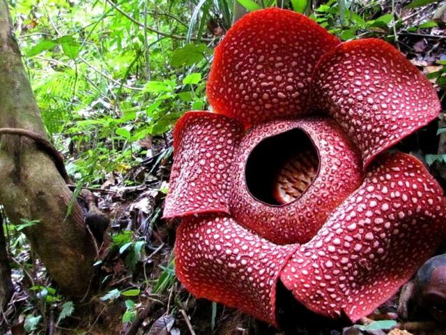 Gambar Bunga Rafflesia Arnoldi - Koleksi Gambar Bunga