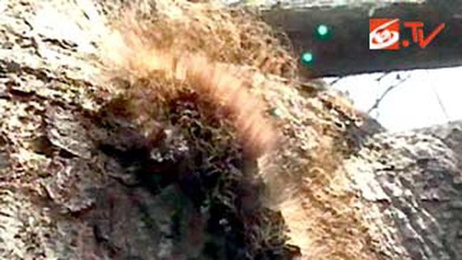 Diteliti Hama Ulat Raksasa News Liputan6 Com