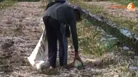 [VIDEO] Lahan Kekeringan, Petani Semangka Sragen Merugi
