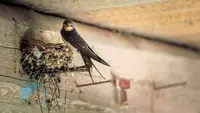 6 Ciri-Ciri Burung Walet Bersarang di Rumah, Ketahui agar Tidak Salah Identifikasi