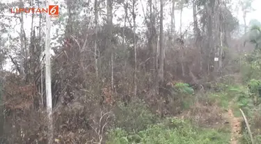 Akibat kebakaran hutan di kawasan taman nasional bukit 12, di kawasan air hitam merangin Jambi, puluhan kepala keluarga suku anak dalam yang menetap di hutan itu terpaksa mengungis ke luar hutan. mereka terpencar, sebagian di tampung di lokasi pengun...