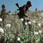 Militer Myanmar menemukan lahan opium (AP)