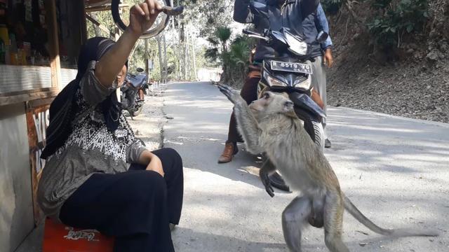 Karsini memberi makanan sisa ke monyet. (Foto: Liputan6.com/Muhamad Ridlo)