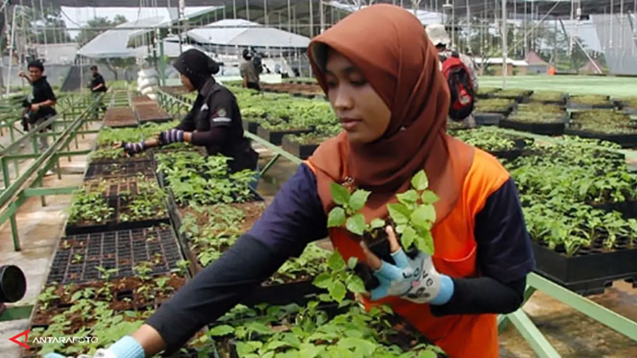 kebun-energi-130916b.jpg