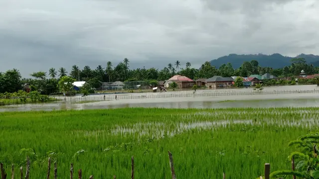 Sopir truk terjebak banjir Konawe Utara, mereka terhambat hingga 4 hari sejak minggu.