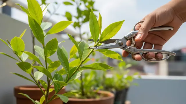 Cara Menanam Daun Salam di Pot