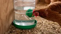 7 Cara Membuat Tempat Minum Ayam Anti Tumpah dari Botol Bekas, Hemat dan Praktis
