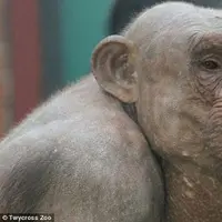 Mongo, simpanse tanpa bulu | foto : dailymail.co.uk