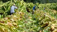 LPPNU: FCTC Jangan Sampai Menyusahkan Petani Tembakau