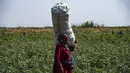 Seorang wanita berjalan dengan karung penuh kapas yang dipanen di sebuah ladang di pedesaan Raqa di Suriah utara (20/9/2022). Kapas tersebut kemudian diangkut ke gudang di bawah kendali pemerintahan Kurdi Suriah. (AFP/Delil Souleiman)