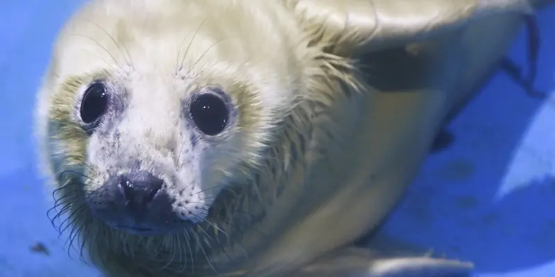 Melihat Bayi Anjing Laut Abu-Abu Betina yang Baru Lahir di Akuarium Jepang