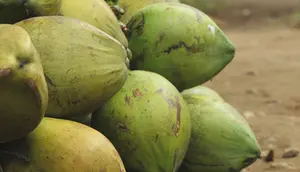Hari Kelapa Sedunia (World Coconut Day): Produksi Kelapa di Indonesia