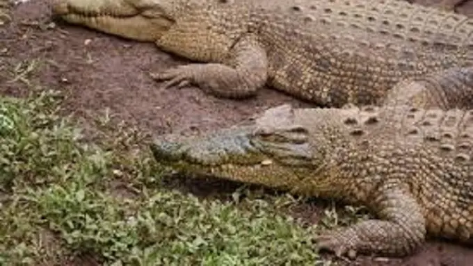 Buaya, Binatang Paling Setia Pada Pasangannya