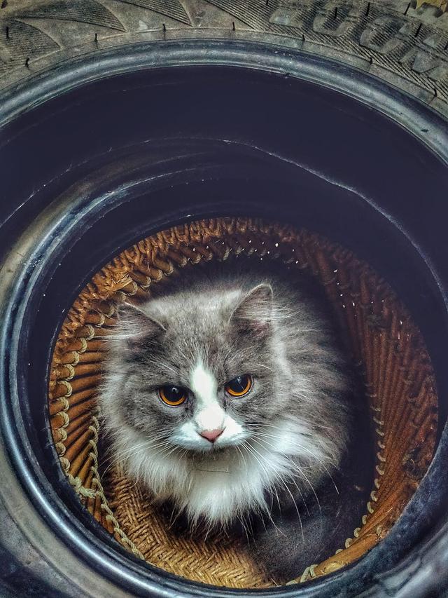 Ilustrasi kucing | Anas Jawed dari Pexels