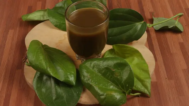 ilustrasi manfaat daun suruhan yang bisa dijadikan obat herbal/Maharani afifah/shutterstock