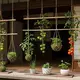 Ide Desain Kebun Tomat Gantung Ala Jepang/AI