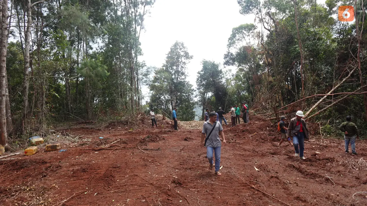 Perambahan Hutan