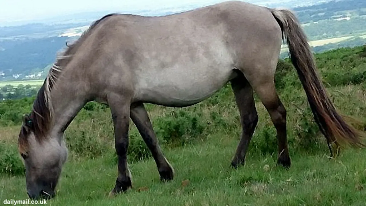 kuda-poni130726b.jpg