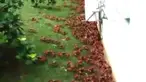 Beginilah penampakan serbuan jutaan kepiting merah ketika sedang migrasi di musim pembiakan alamiah mereka di Pulau Christmas.