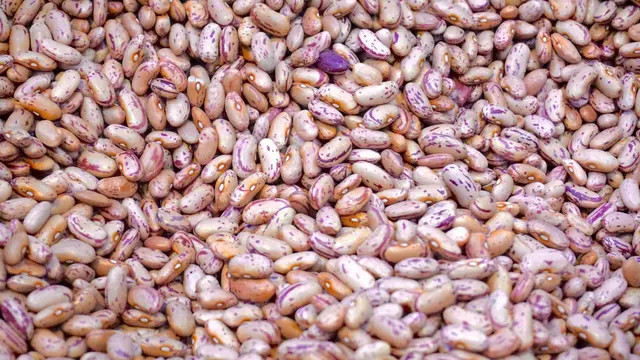Kacang