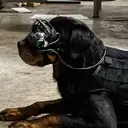 Kantongi Rp 3,6 Triliun, AS Bikin Anjing Militer Hasil Rekayasa Genetika