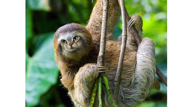 Begini Rupa Kucing Jadi Hewan Lain