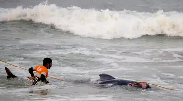 Tentara Angkatan Laut Sri Lanka mencoba mendorong kembali paus pilot yang terdampar ke perairan dalam di Panadura, 3 November 2020. Tim penyelamat dan sukarelawan sejak 2 November berlomba menyelamatkan sekitar 100 paus pilot yang terdampar di pantai barat Sri Lanka. (Lakruwan WANNIARACHCHI/AFP)