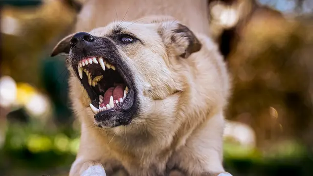 Aggressive Dog