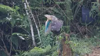 Balai Besar Taman Nasional Gunung Halimun Salak (TNGHS) melepasliarkan tiga ekor burung elang langka, Senin (4/7/2022). (Foto: Istimewa).