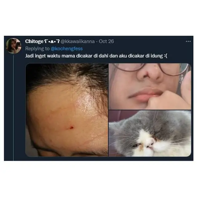 7 Potret Ulah Kucing Bandel Cakar Majikan Ini Bikin Ngilu