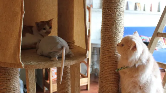 [Bintang] Nikmatnya Makan Bersama Hewan di Kafe Kucing Jakarta