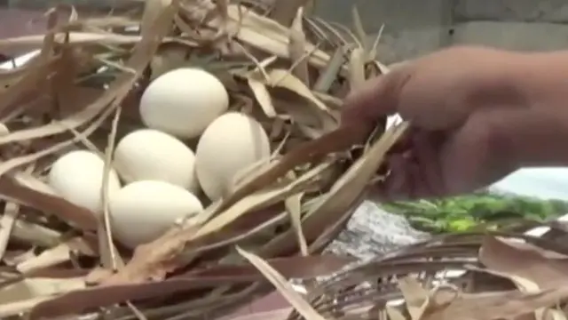 Telur ayam kampung yang mengandung racun dioxin di Jawa Timur viral di media sosial. Pembakaran sampah plastik di kawasan tersebut diduga jadi penyebab telur terkontaminasi,