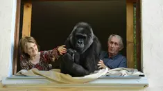 Pasangan suami-istri, Pierre dan Eliane Thivillon bersama gorila mereka, Digit, di Lyon, Prancis , 19 Agustus 2016. Pasangan tersebut telah hidup selama 18 tahun dengan gorila yang mereka adopsi sejak masih bayi itu. (Philippe DESMAZES/AFP)