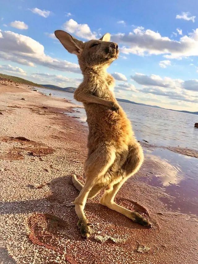 Potret Hewan di Alam Liar yang Tak Sengaja Diabadikan (sumber: instagram/@fantastic.wildlife)