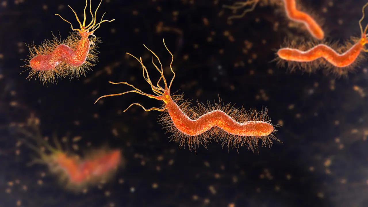 Ilustrasi Bakteri Helicobacter