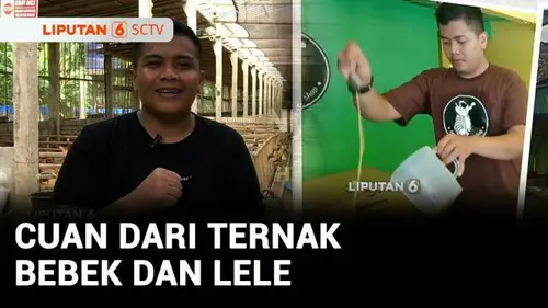 VIDEO: Berani Berubah: Usaha Sampingan dari Ternak Bebek dan Lele, Cuannya Jutaan