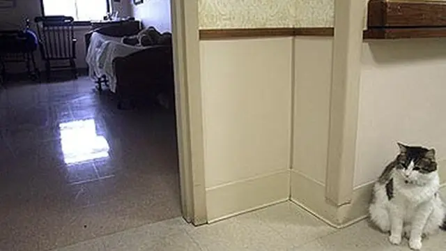 Oscar sedang meramal (c) images.smh.com.au