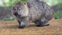 Wombat (Vombatus ursinus tasmaniensis) di Maria Island, Tasmania, Australia (Wikimedia Commons/JJ Harrison)