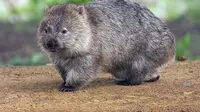 Ilmuwan Kuak Misteri Mengapa Kotoran Wombat Berbentuk Kubus