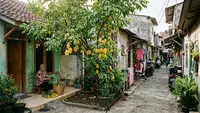 12 Pohon Buah untuk Halaman yang Jarang Kena Matahari di Gang Sempit