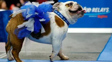 Anjing Bulldog, Sweet Sassy Molassy milik Janalyn Phillips berjalan di atas catwalk kontes kecantikan Beatiful Bulldog ke-37 di Des Moines, Iowa, Minggu (22/4). Pemenang kontes ini akan menjadi maskot ajang atletik Drake Relays. (AP/Charlie Neibergall)