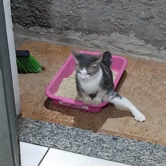 6 Pose Absurd Kucing Saat di Litter Box Ini Kerap Bikin Tepuk Jidat