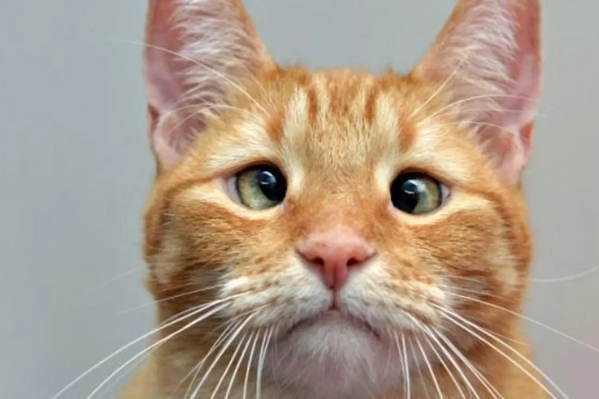 Meski Bermata Juling, 5 Kucing Ini Tetap Imut