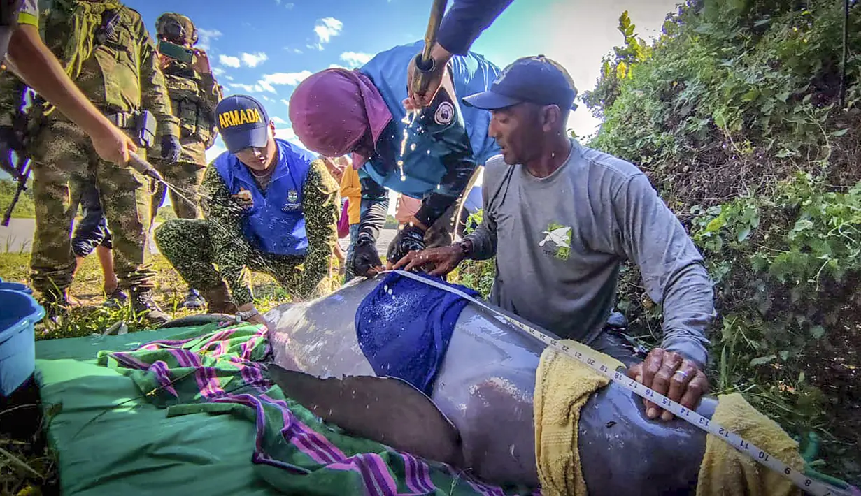 Gambar selebaran yang dirilis oleh Angkatan Laut Kolombia menunjukkan petugas memeriksa kondisi salah satu dari dua lumba-lumba merah muda (pink) yang terperangkap di perairan dangkal di Juriepe, Departemen Vichada, Senin (20/2/2023). Lumba-lumba sungai merah muda, yang beratnya bisa mencapai 220 kilogram (485 pon), telah diklasifikasikan sebagai hewan yang terancam punah oleh International Union for Conservation of Nature sejak 2018. (COLOMBIA'S NAVY / AFP)