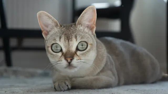 Kucing Singapura